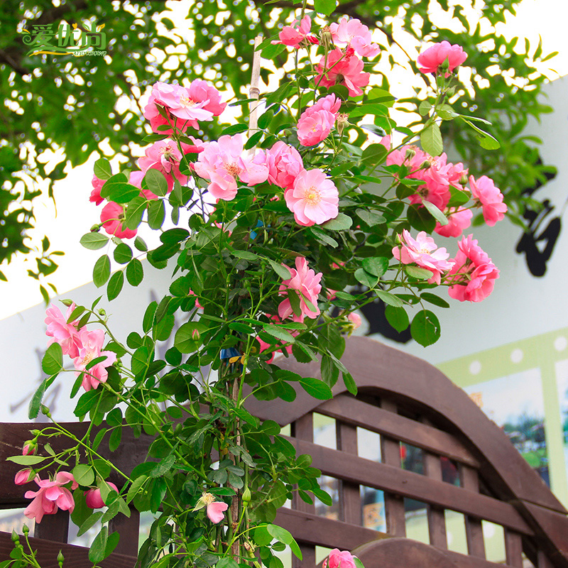 爱优优尚爬藤蔷薇盆栽藤本藤本月季月季花四季开花时令草本花卉