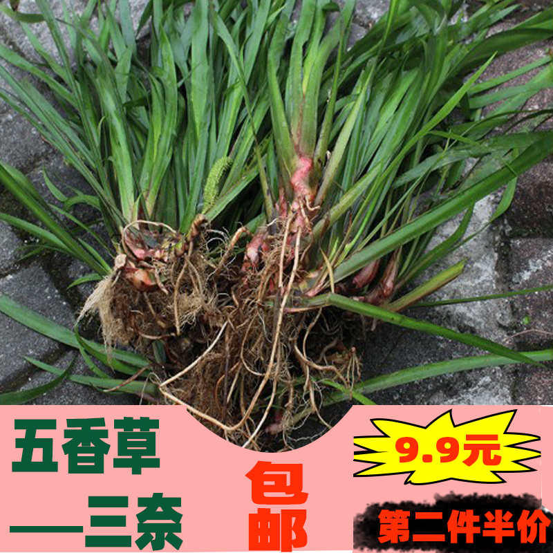 贵州新鲜野生三奈山赖香料植物大料苗五香草食用盆栽