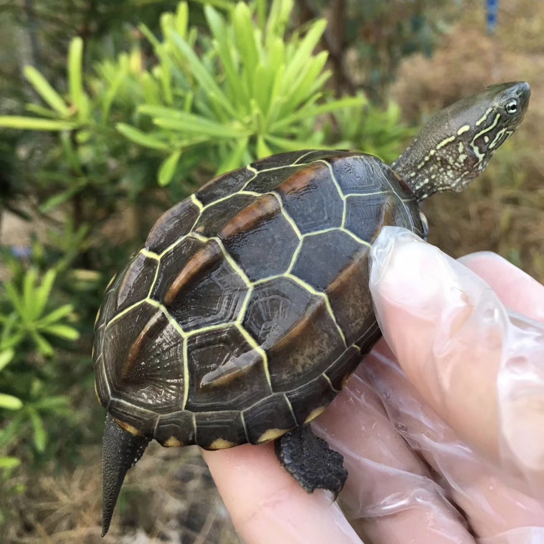 招财水陆两栖一对镇情侣金线活体乌龟全品中华龟