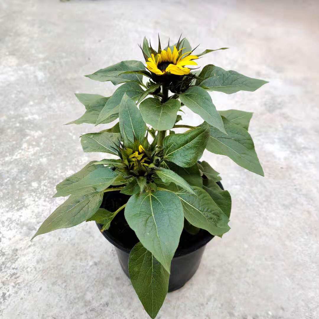 四季向日葵盆栽矮化花苗阳台花卉植物庭院易养带时令草本花卉