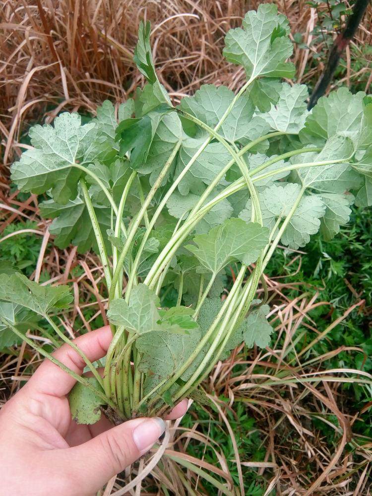 两斤包邮现采新鲜野生益母草白花童子益母草幼草带根全棵