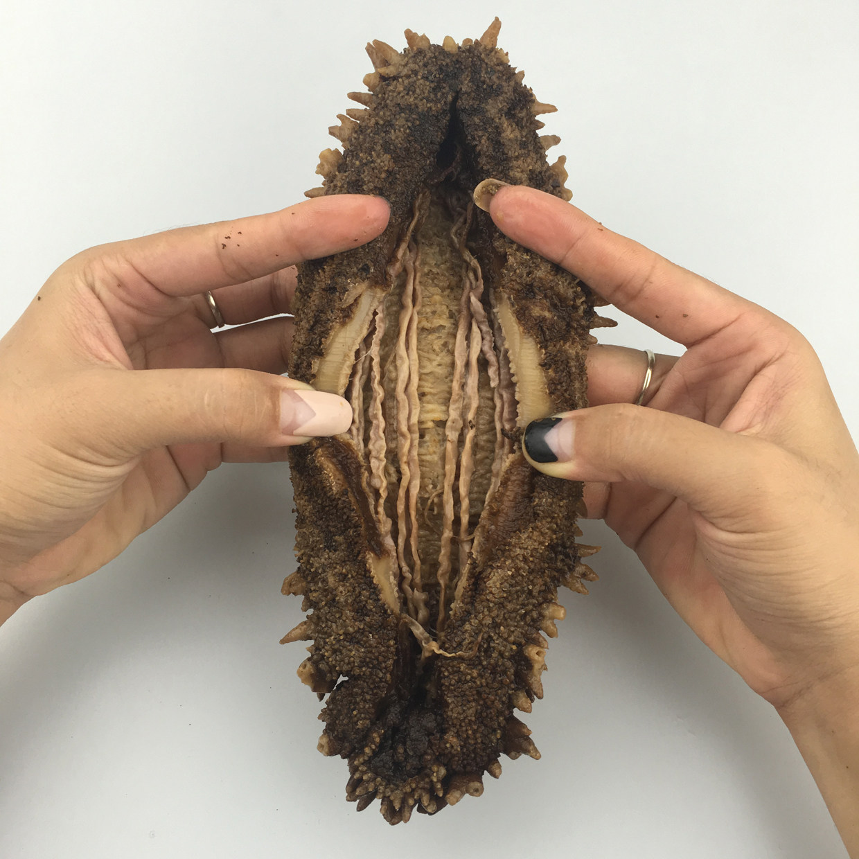 梅花参 澳大利亚进口野生海参干货500克淡干孕妇奶酒店宴席大海渗