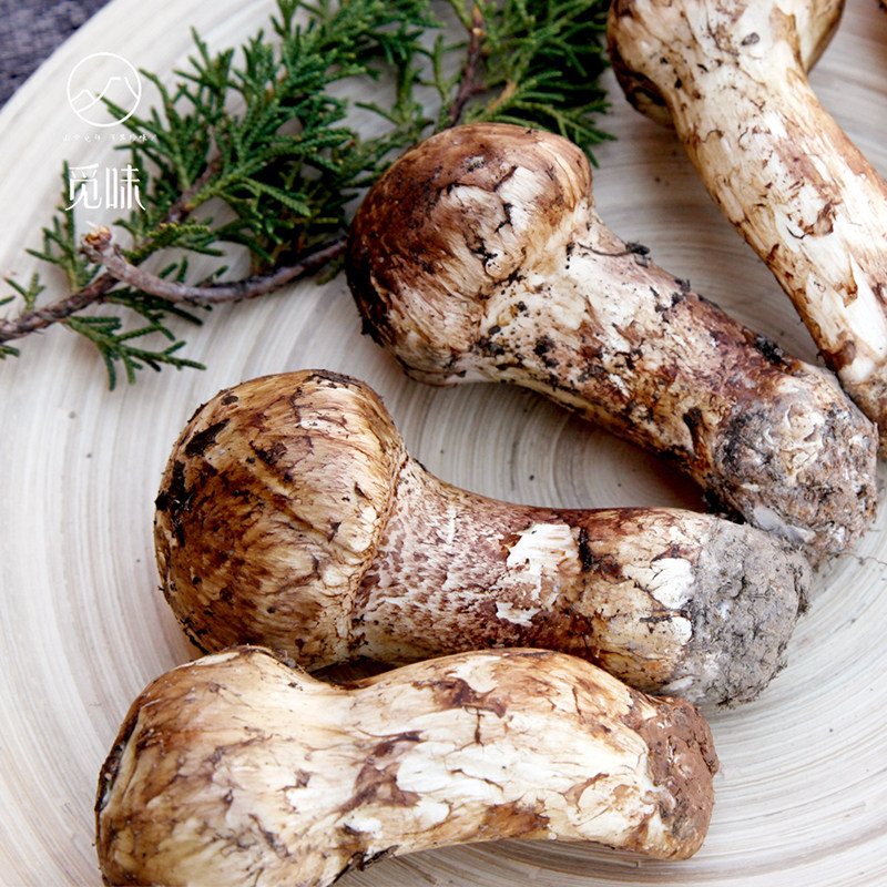 【现售】觅味新鲜松茸 云南香格里拉野生松茸菌香菇12-15cm1kg