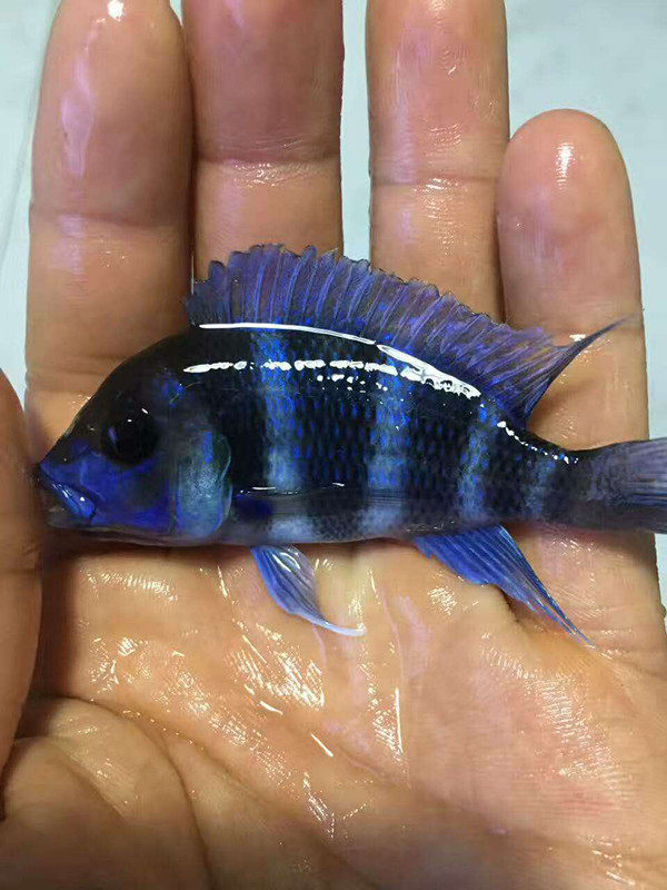 萨伊蓝六间布隆迪六间伊巴卡红六间三湖慈鲷大型热带观赏鱼活体