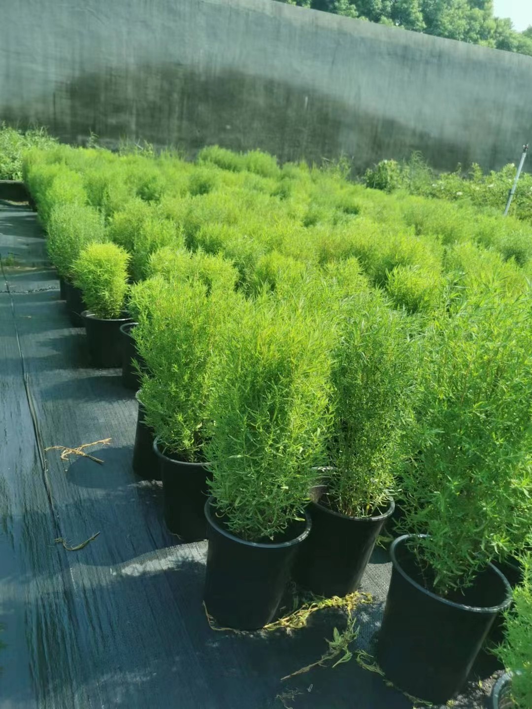 植物黄金香室外金盆栽千层阳台庭院常青带土好养时令草本花卉