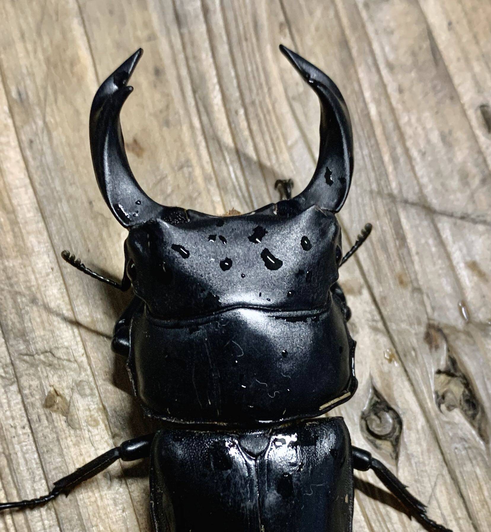 北峰中大锹甲成虫中国国大形虫苏门巴拉寿命特色爬宠