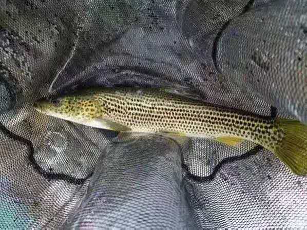 观赏鱼金沙鲈鲤豹纹花鱼活体鱼苗原生态冷水鱼凶猛鱼