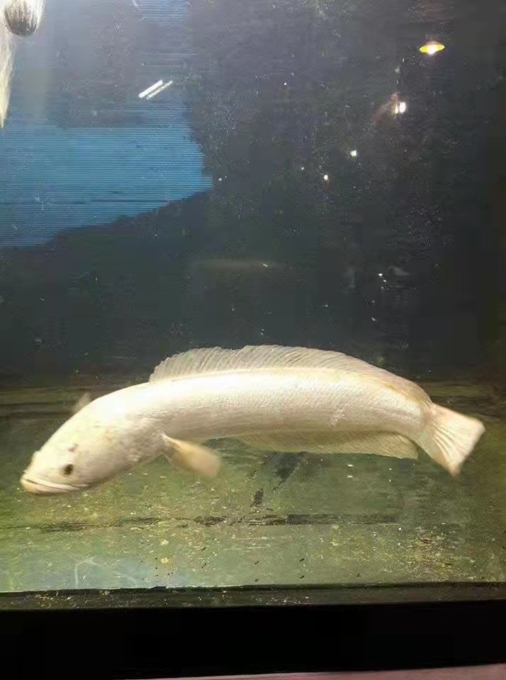 观赏鱼雷龙鱼淡水大型冷水鱼白甲雷龙肉食性凶猛鱼白化黑鱼稀有鱼