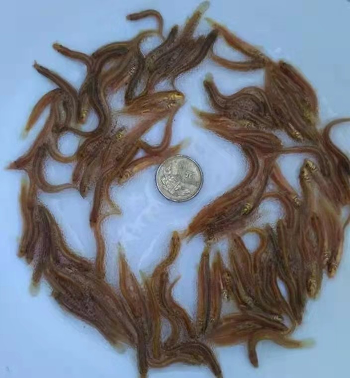 台湾小泥鳅本地东北金鳅鲜活筏钓养殖淡水乌龟鱼