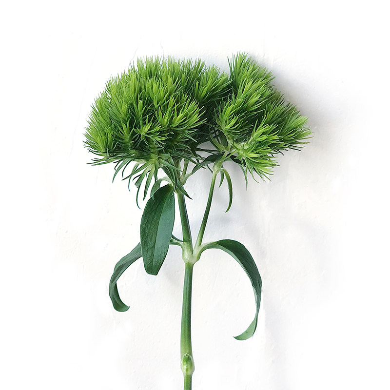 植研所新品越南进口石竹球鲜切枝水培可爱网红鲜花速递同城