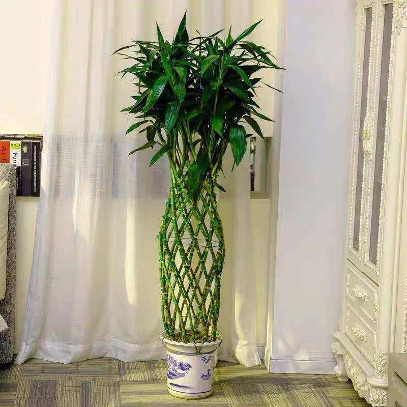 富贵竹竹笼富贵大型绿植转运竹编编织绿墙酒店大型绿植