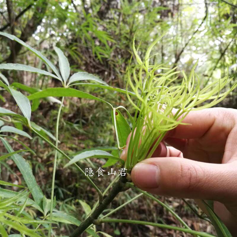 梁王茶嫩尖干货养生晒干100g干茶养生茶