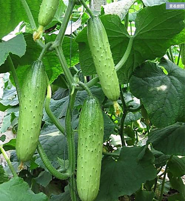 蔬菜种孑四季阳台种菜南方西瓜黄瓜青菜种子萝卜香菜菠菜种籽大全