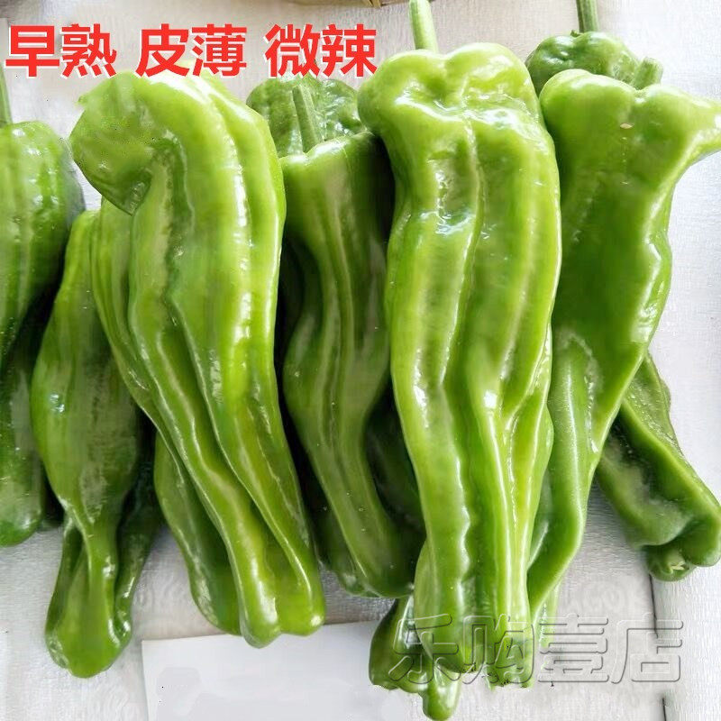四季皱皮薄皮辣椒种子苏椒5号螺丝椒线椒杭家庭园艺种子