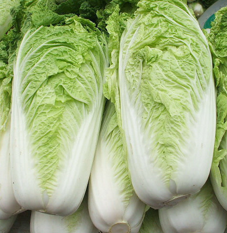 蔬菜种孑生菜种子大白菜种籽大全四季播青菜菠菜韭菜阳台种菜盆栽