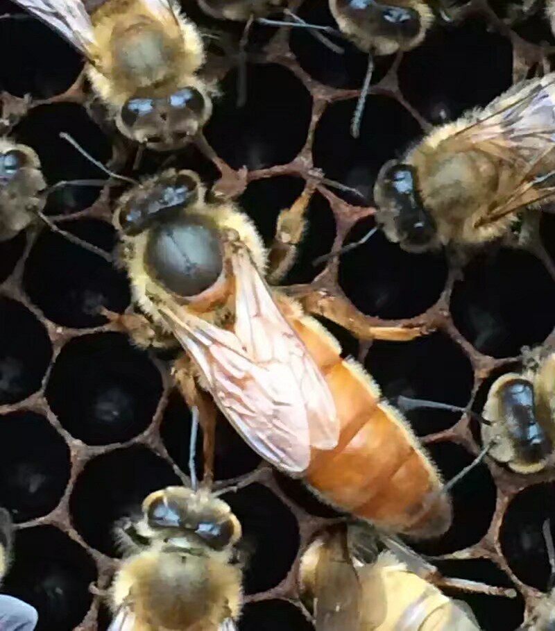 意蜂王种王新开产王蜂王活体产卵王蜜浆高产王意蜂生产王包邮