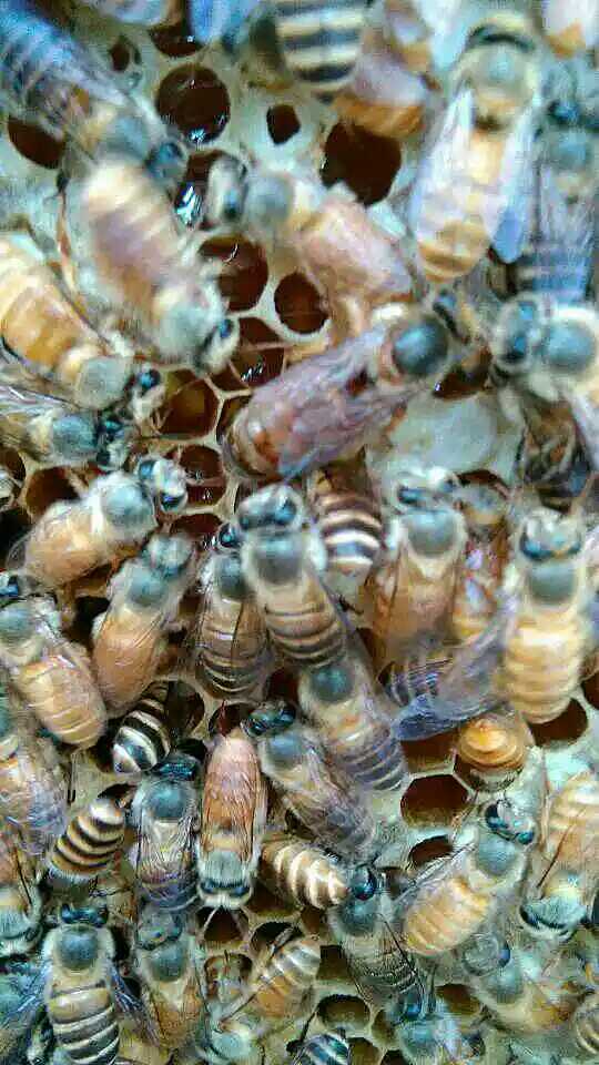 中蜂蜂王双色王杂交双色王高产蜜蜂王活体产卵新蜂王双色杂交