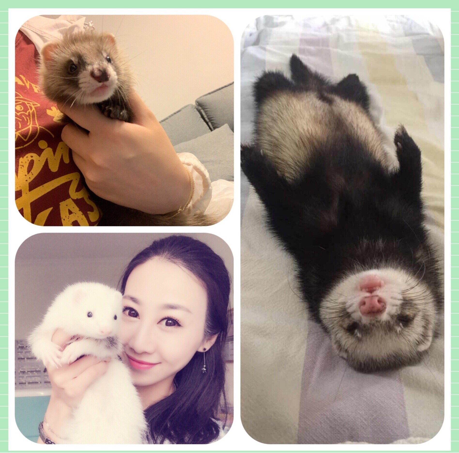 宠物安哥鲁动物小宠网红好养小型迷你幼崽雪貂兔