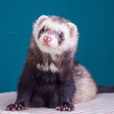 定金专拍买定离手安哥鲁宠物貂活体安格鲁雪貂幼崽萌宠小动物活物