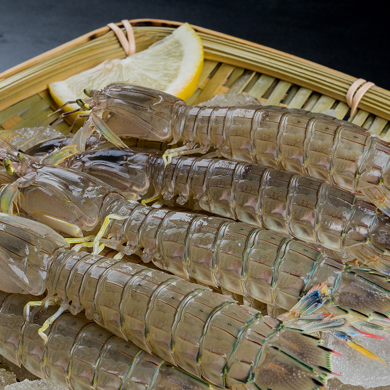 东海野生皮皮虾鲜活冰鲜冷冻现捕海鲜虾爬子新鲜海虾特大1斤500g