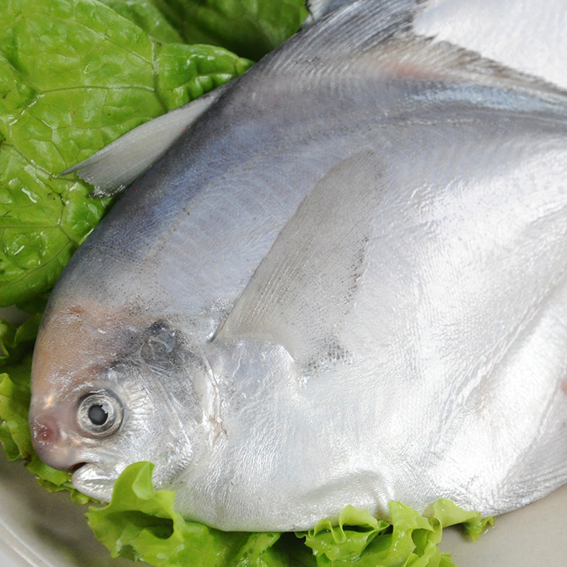 鲳鱼纯色食材烧烤水产海鲜白鲳鱼本味深海冷冻鲳鱼