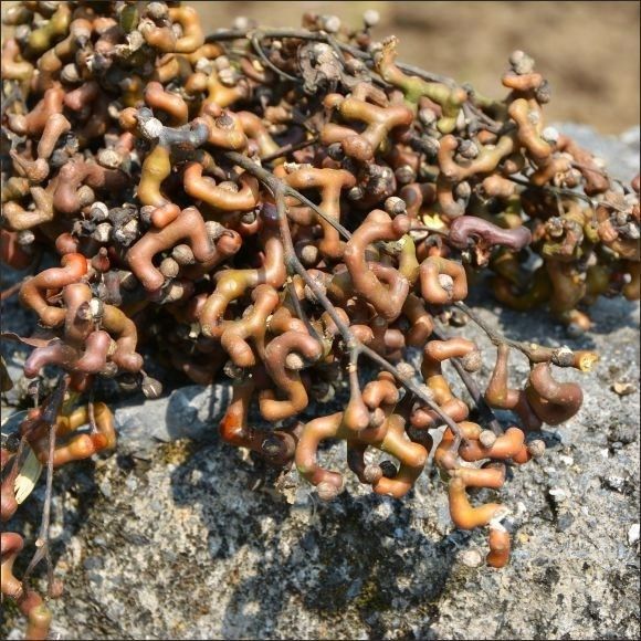 拐枣水果钩子金钩子干鸡鸡爪泡酒万寿果高山3斤其它