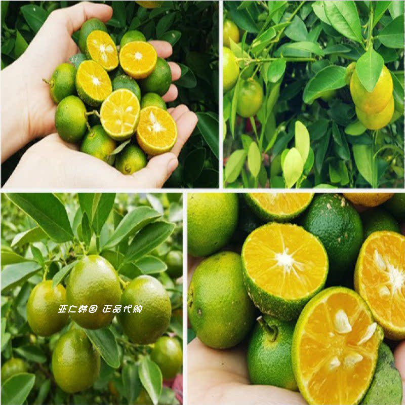 韩国直邮gnmilfe100天然越南卡曼橘美美白低卡补充果味