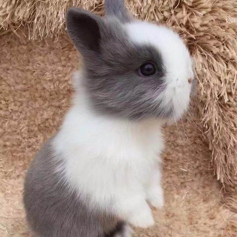 宠物小兔子小白兔活体迷你幼崽侏儒兔长不大垂耳兔兔