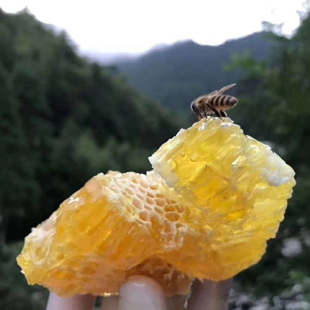 黑龙江东北蜂巢蜜蜂蜜500克嚼着吃的蜂蜜两份包邮