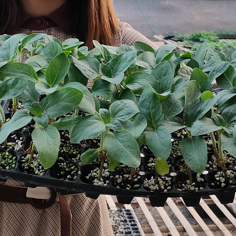 矮大头油食用向日葵种子种苗葵花籽大盘油葵盆栽家庭园艺种子