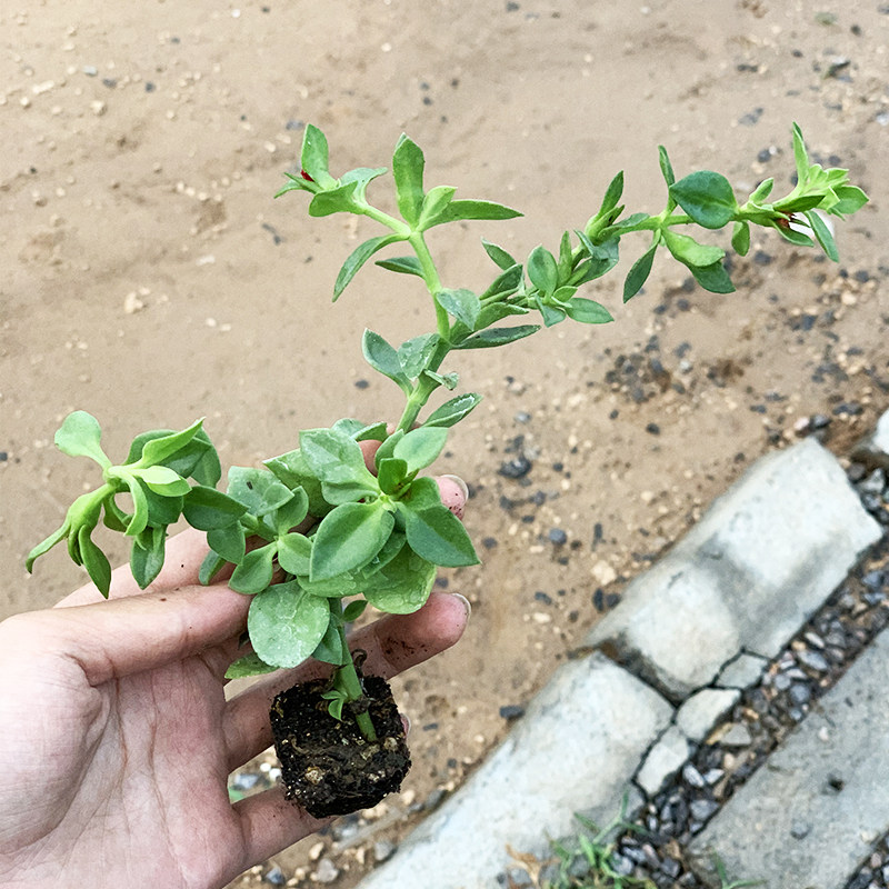 田七种苗三七秧苗种子可食用盆栽家庭养生保健四季家庭园艺种子