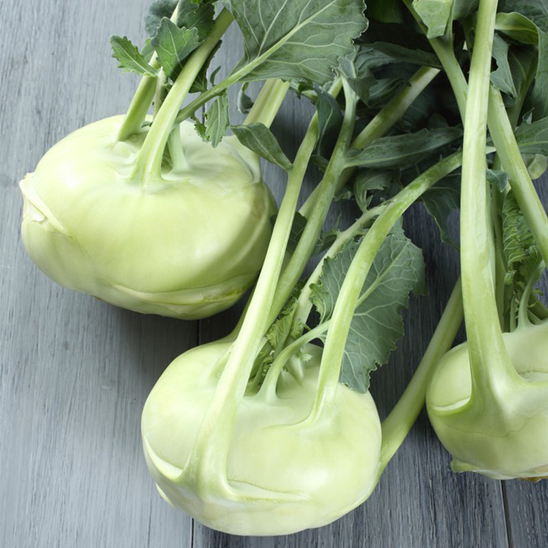 种子菜种天津苤蓝种水果紫绿苤兰丕兰春秋秋季家庭园艺种子