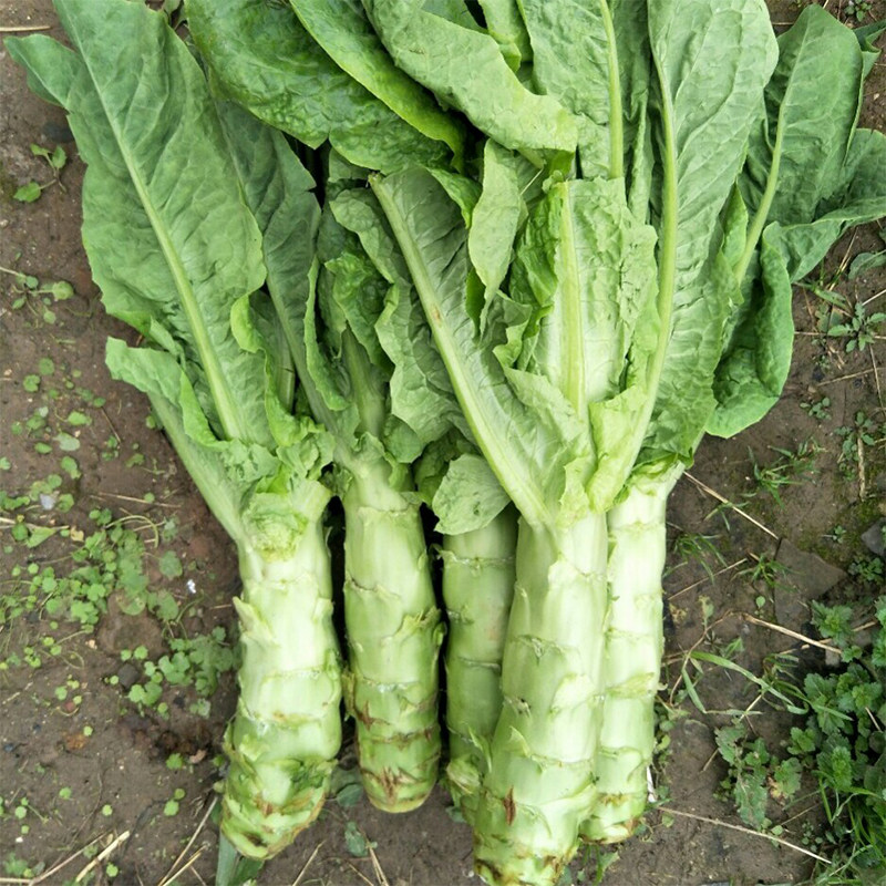 尖叶莴笋高产种植四季种子莴苣王莴笋迎夏秧苗家庭园艺种子
