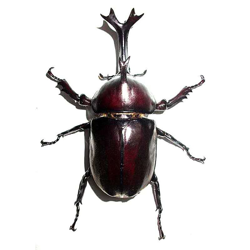 独角仙成虫大个体甲虫活物活体包邮包活 幼虫 扁锹形虫 昆虫宠物