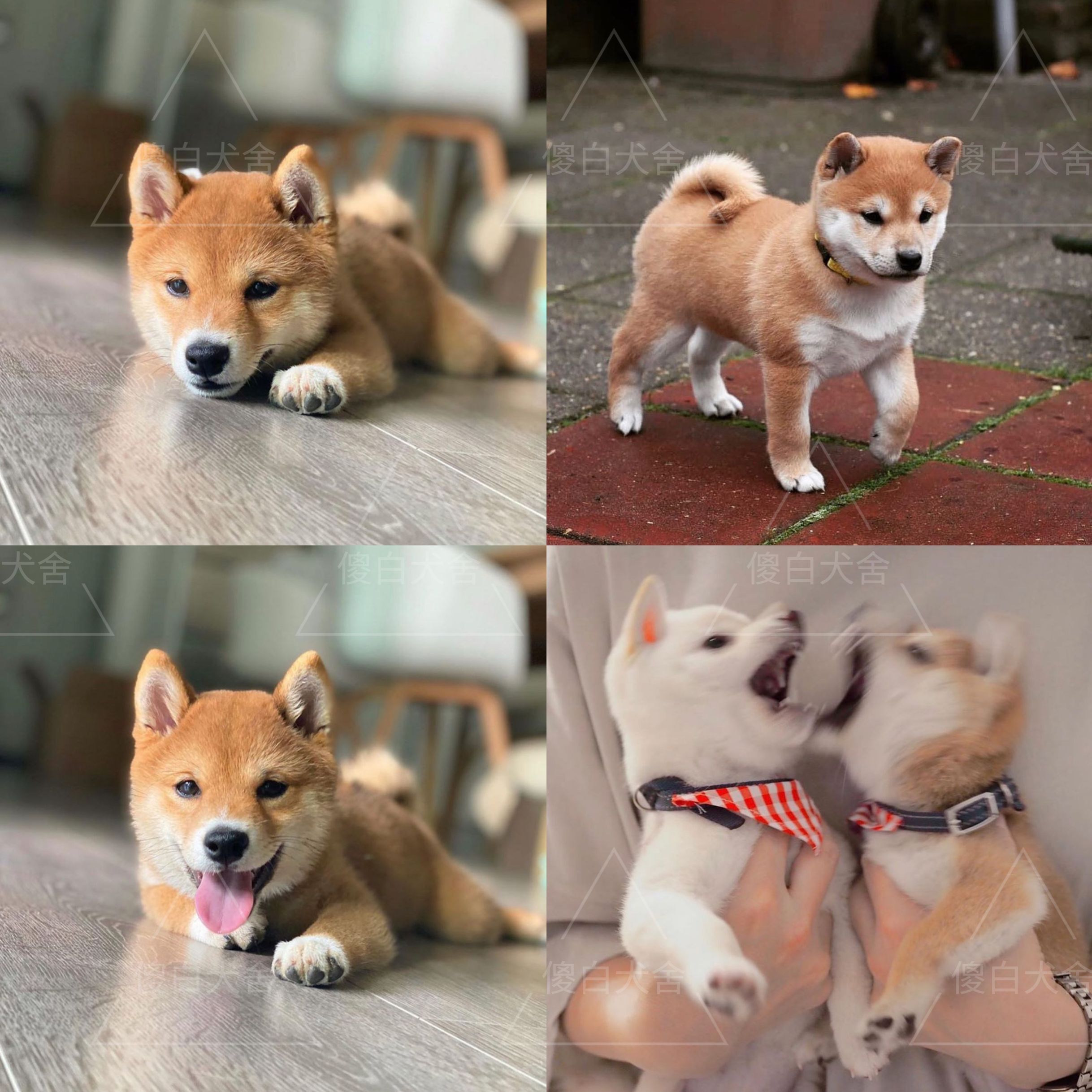 犬舍日本柴犬幼犬活体纯种秋田犬赛级黑色小柴犬幼崽中小型宠物狗