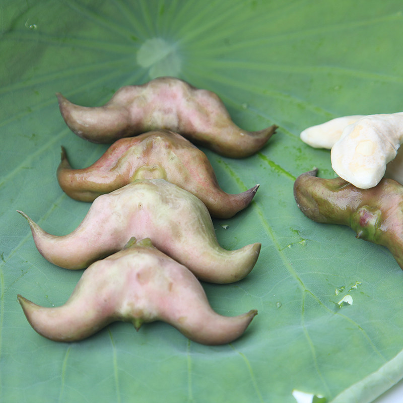 菱角洪湖新鲜米菱现摘粉糯去壳4斤顺丰包邮菱角