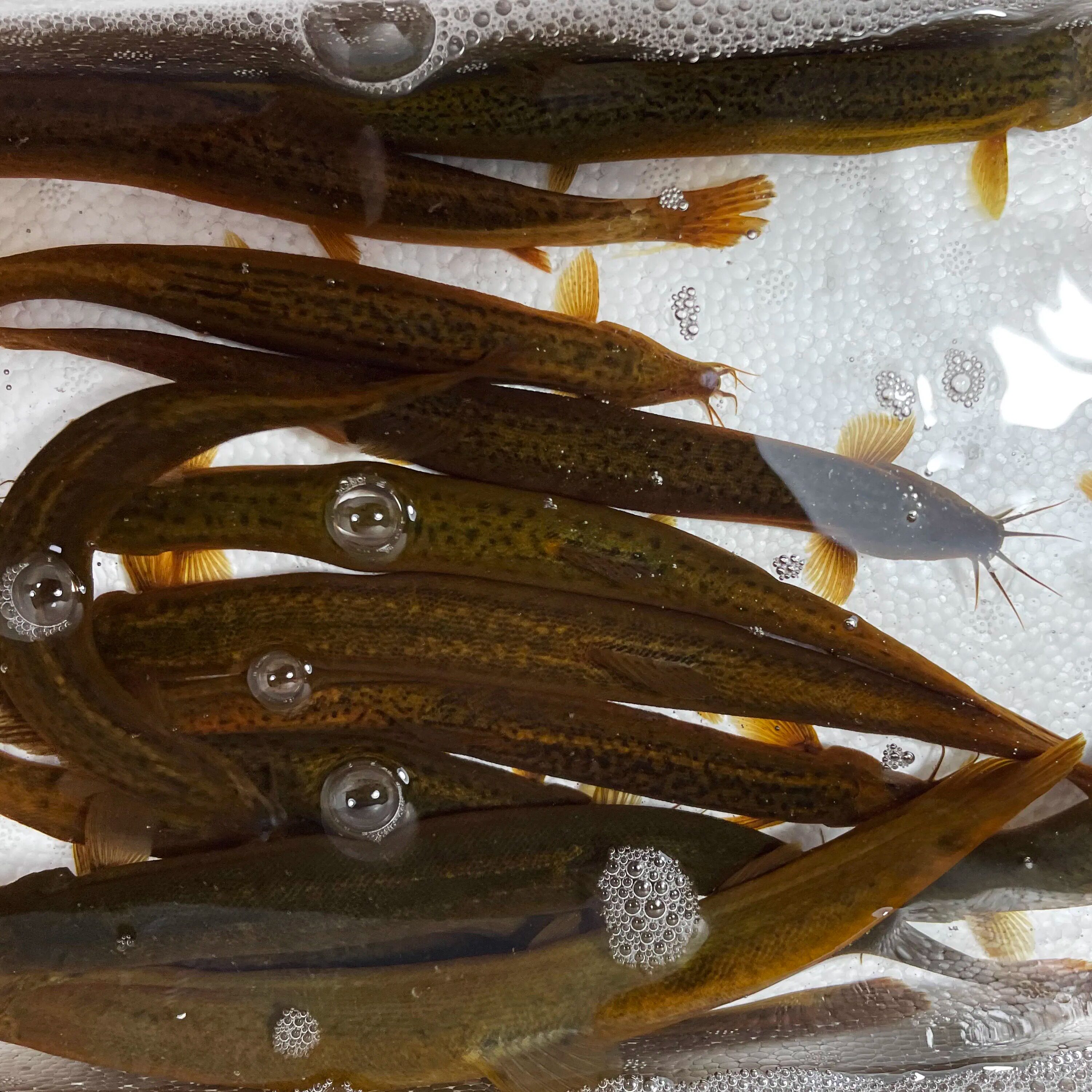 微山湖新鲜鳅板鳅黄活鱼野捕正宗活现鲜活活发淡水鱼类