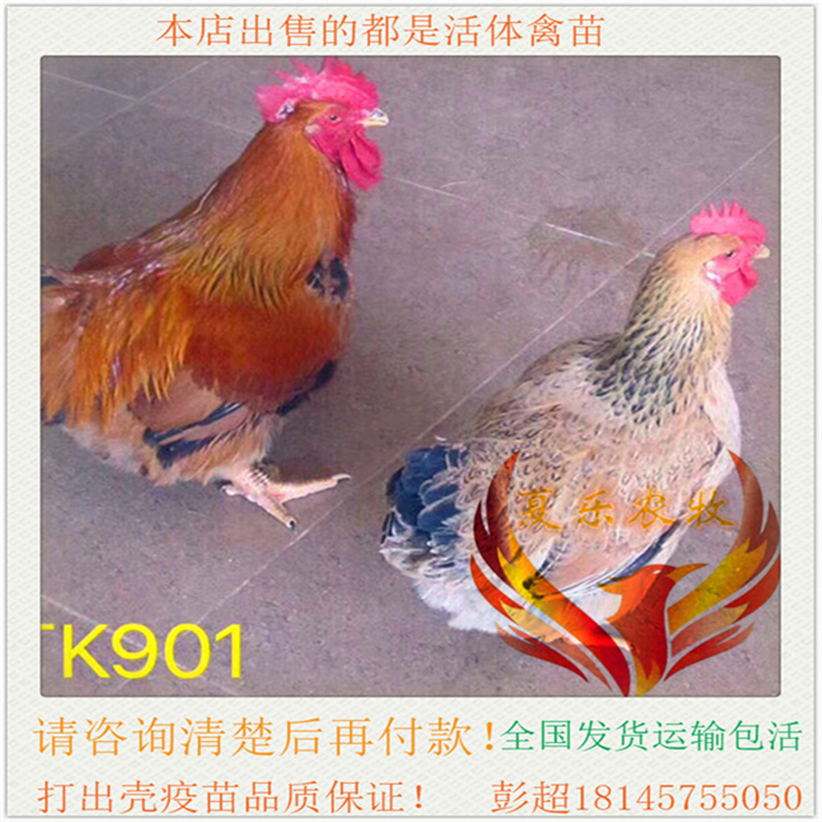 鸡苗k901小鸡仔大种麻黄活体动物种苗60天4斤动物种苗