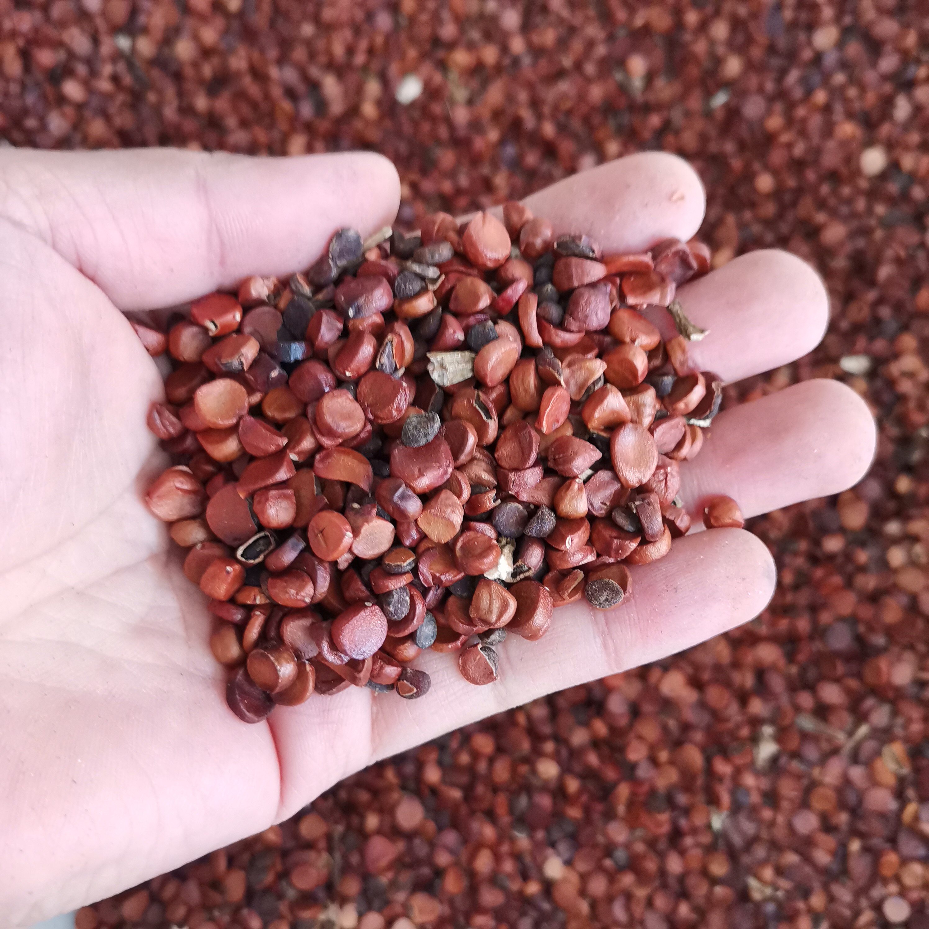 菖蒲种子林木种籽国产散装四季多年生景观绿化工程观家庭园艺种子