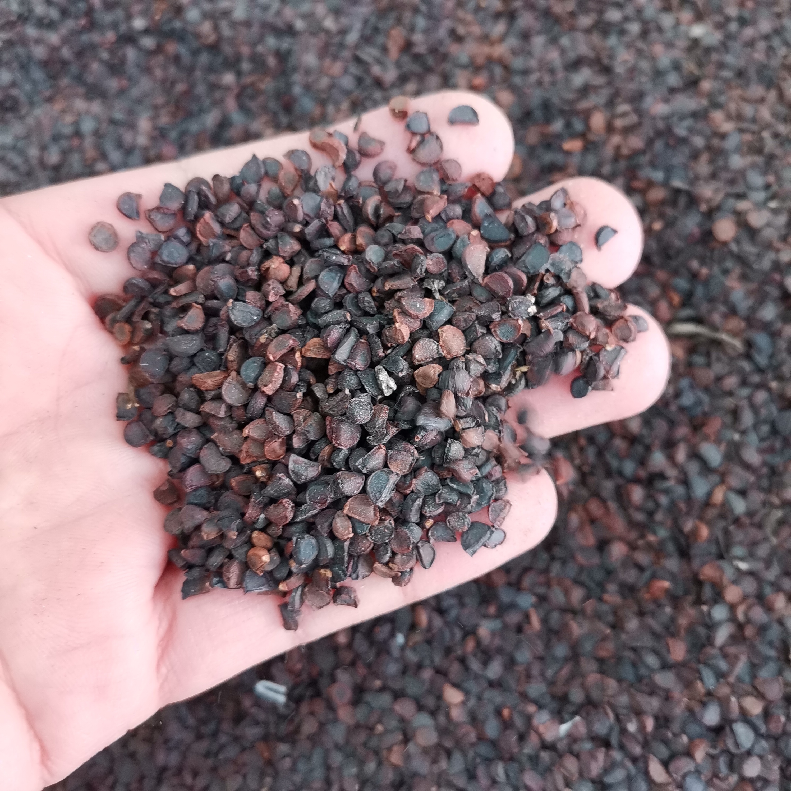 菖蒲种子林木种籽国产散装四季多年生景观绿化工程观家庭园艺种子