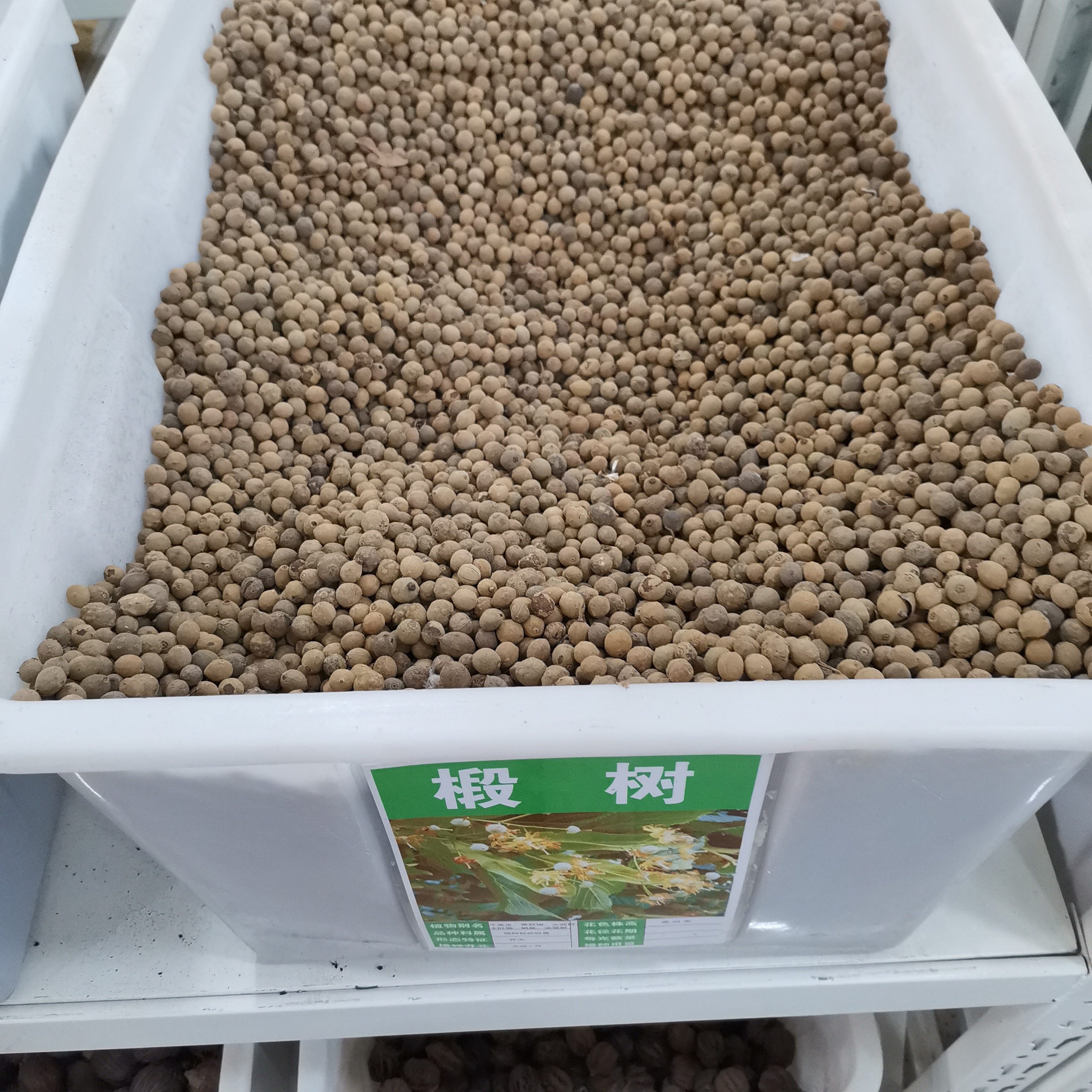 椴树种子林木种籽国产散装四季多年生工程绿化观家庭园艺种子