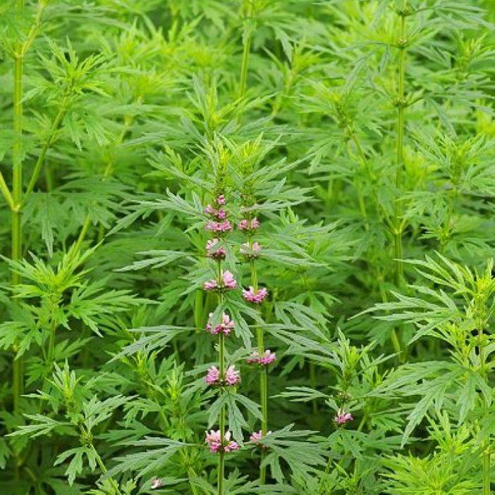 益母草艾包红花云母九重种子益母简单叶简单四季观家庭园艺种子