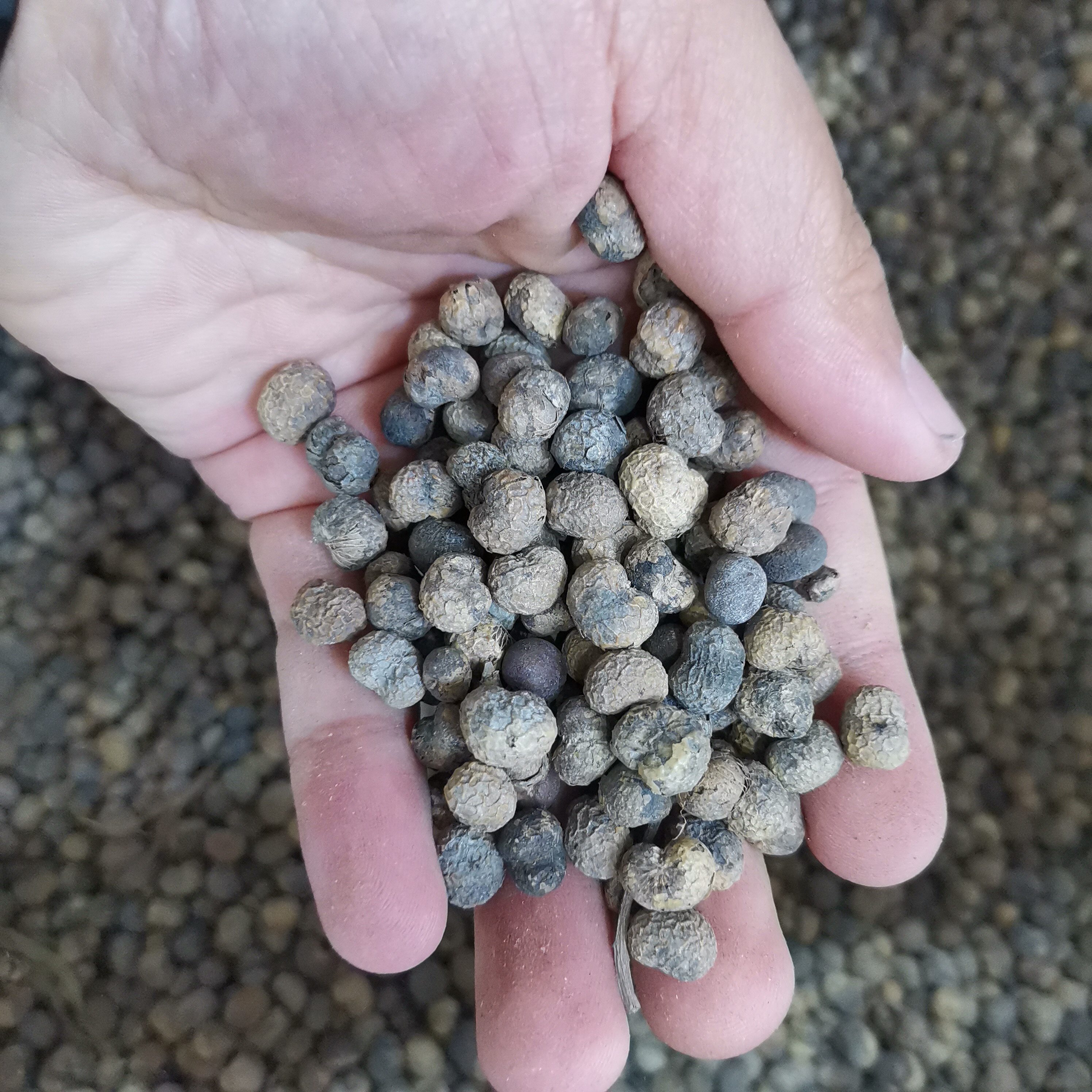 棕榈种子林木种籽国产散装四季多年生景观绿化工程观家庭园艺种子