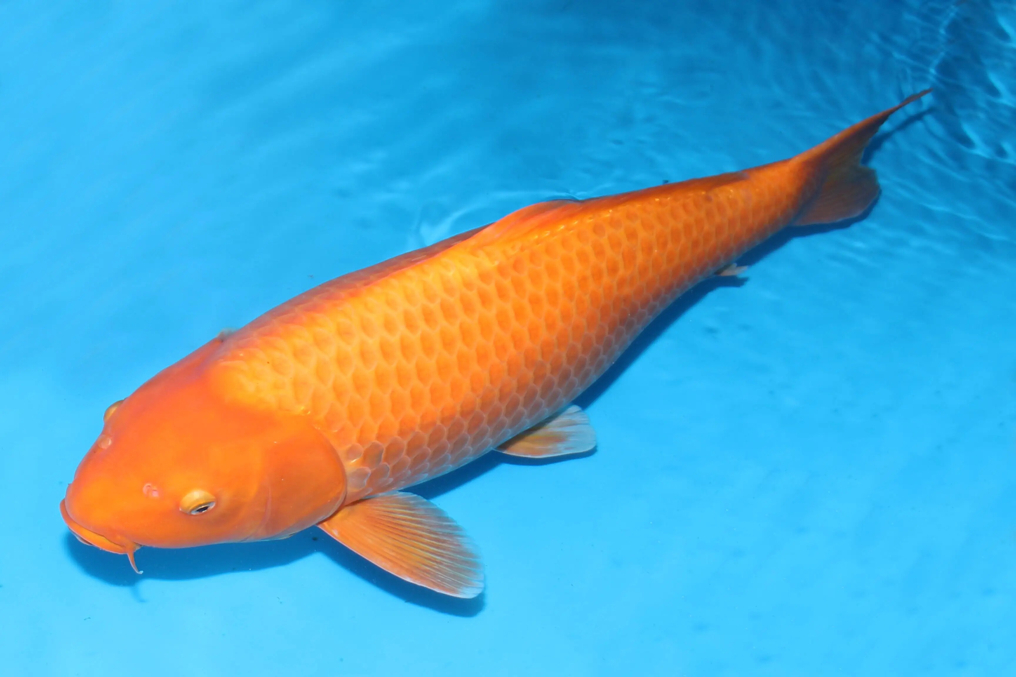 金鱼鱼包大型淡水活体鱼苗观赏鱼金鱼苗鲤鱼锦鲤鱼