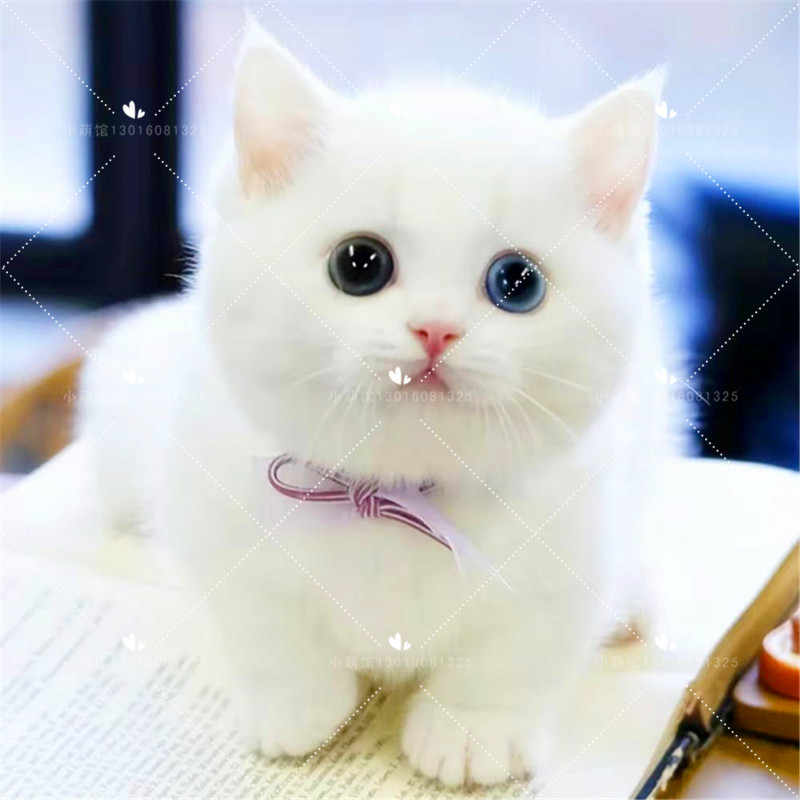 猫幼曼基康矮脚纯种宠物蓝白高地短腿拿破仑活体猫咪