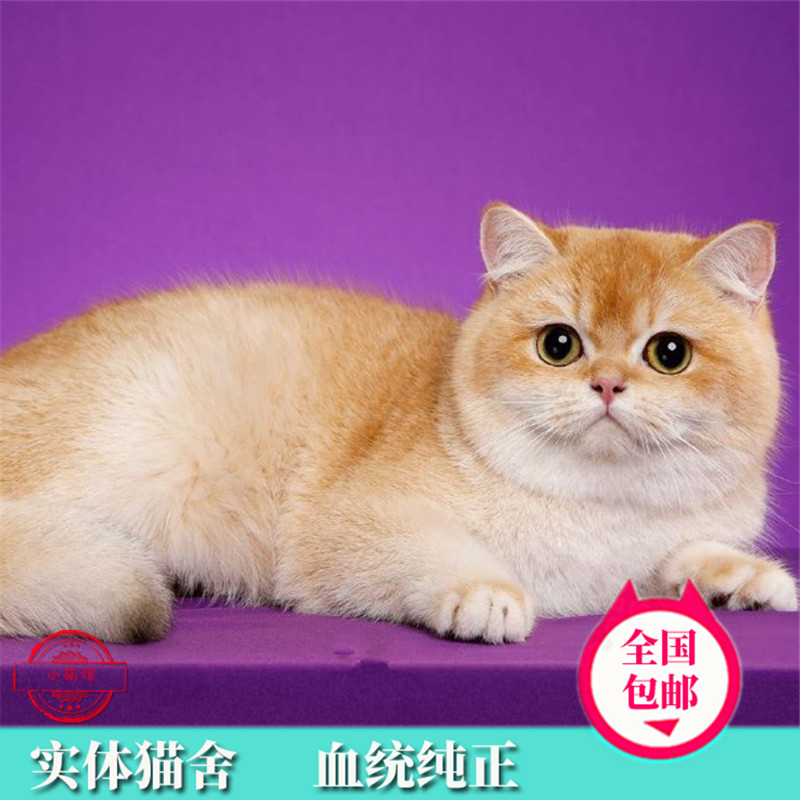 金渐层渐层英短幼猫ny12号色纯种宠物英国短毛猫咪