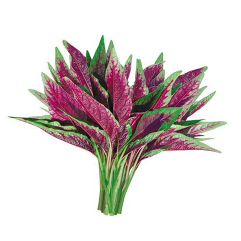 柳叶红苋菜种子红汉菜种籽寒菜圆叶苋菜野菜高产春秋四季蔬菜种孑