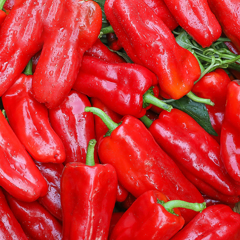 大红红辣椒新鲜薄皮青椒红椒尖椒10包蔬菜农家辣椒