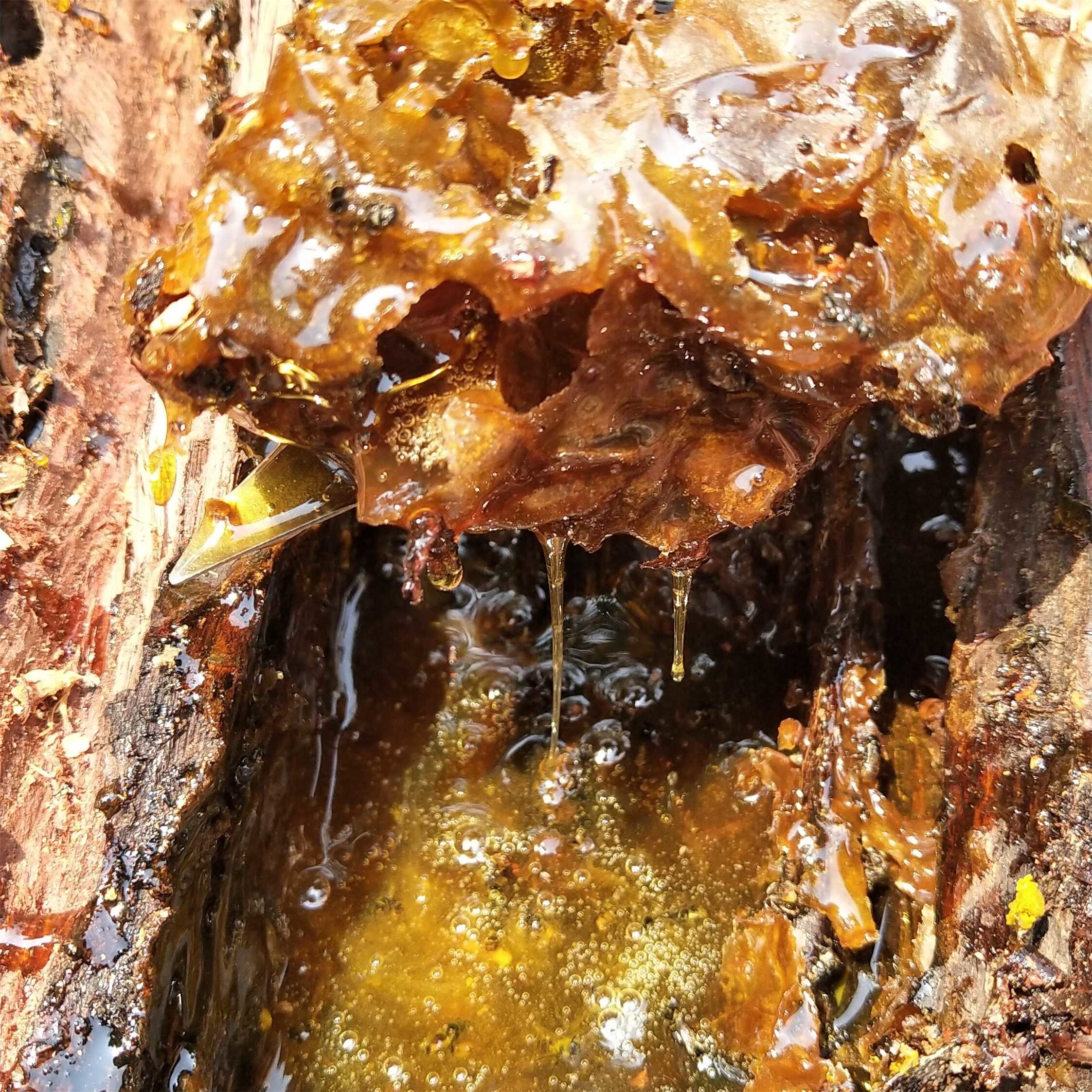 古山西双版纳纯正深山无刺蜂树蜂蜜蚊蜂蜂蜜