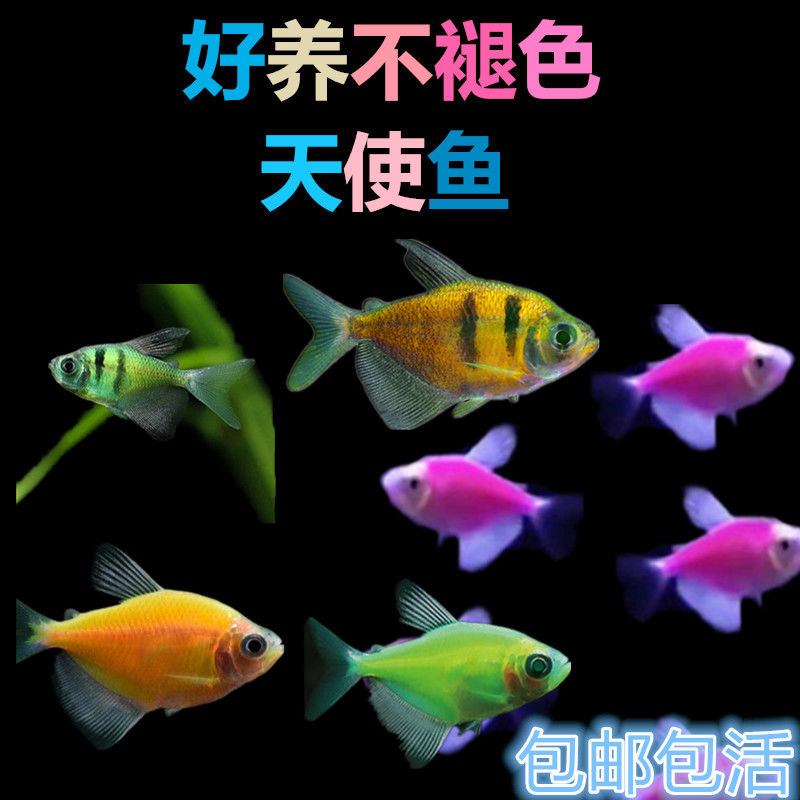 柠檬黄金天使青苹果绿蓝蓝莓红天天使鱼小型热带鱼观赏鱼鱼